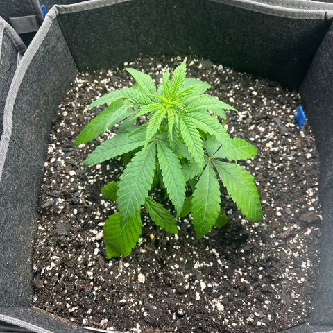 Blueberry Muffin  growlog timeline photo