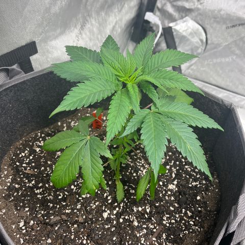 CR 2 growlog timeline photo