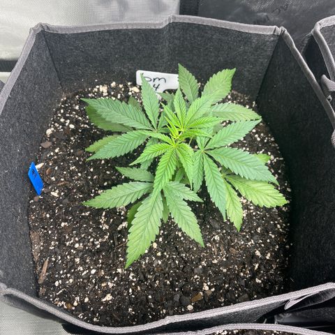 BM 4 growlog timeline photo