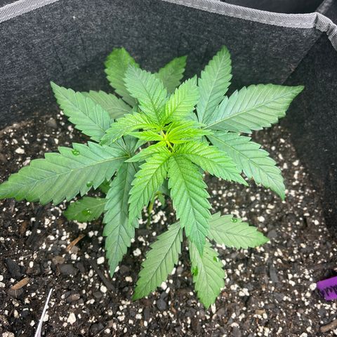 GP 2 growlog timeline photo