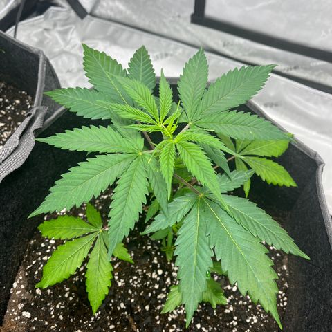 Godfather OG growlog timeline photo