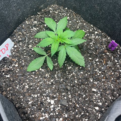 Grandaddy Purple HH growlog timeline photo
