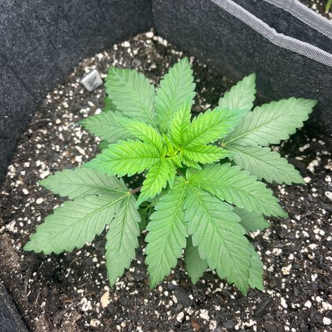 DS 2 growlog timeline photo