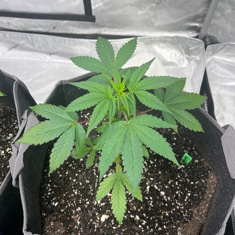 GOG 2 growlog timeline photo