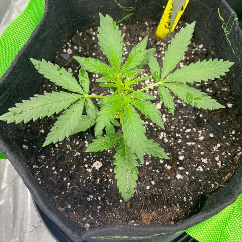 Bubbles growlog timeline photo