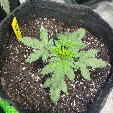 Ricky growlog timeline photo