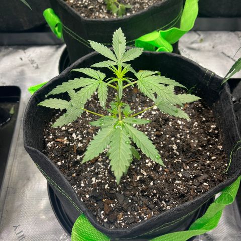 Lahey  growlog timeline photo