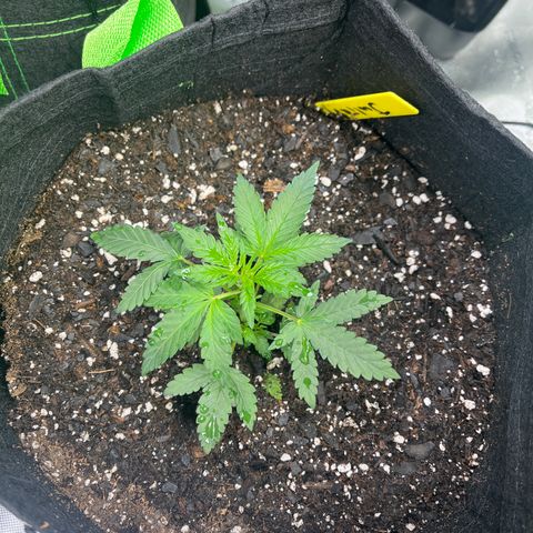 Julian growlog timeline photo