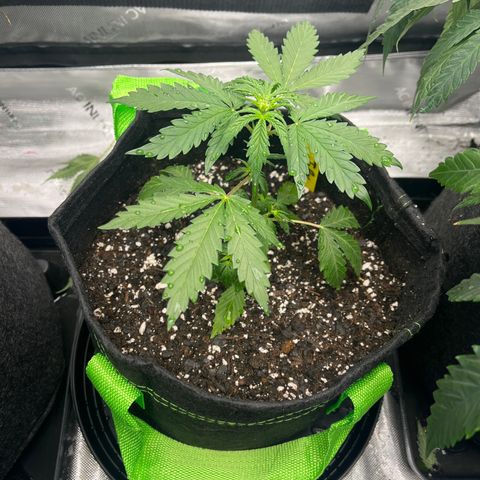 J-Roc growlog timeline photo