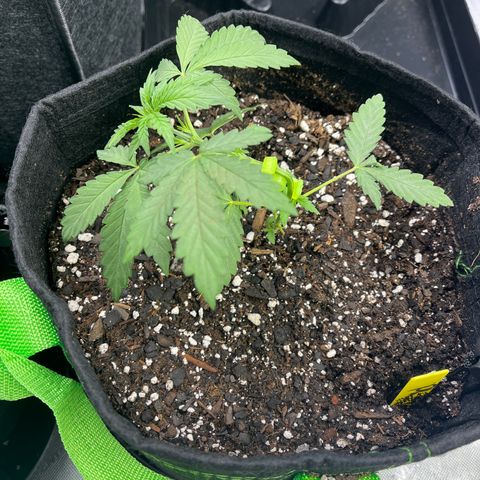 Philadelphia Collins growlog timeline photo