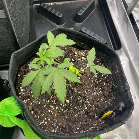 Philadelphia Collins growlog timeline photo
