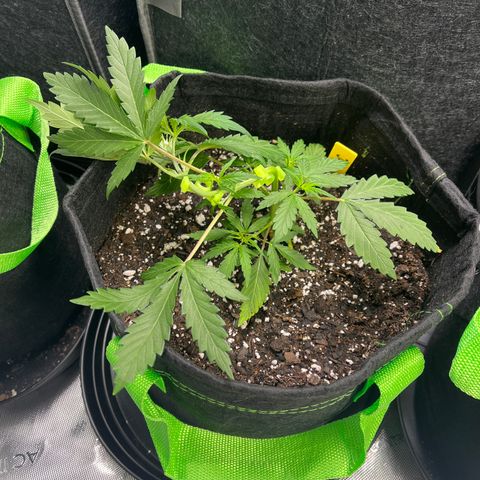 J-Roc growlog timeline photo