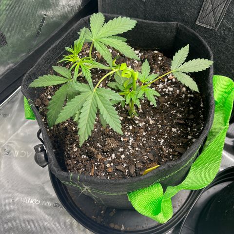 Lahey  growlog timeline photo