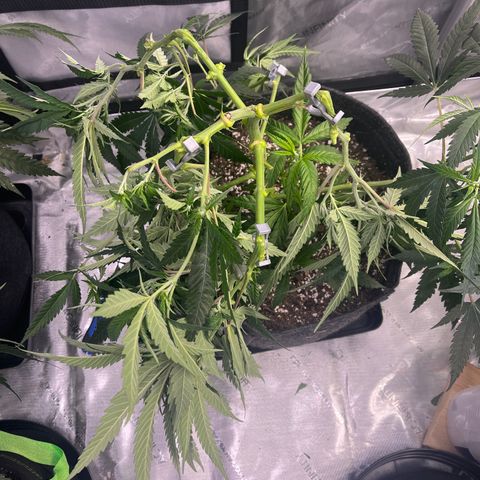 Baleflame growlog timeline photo