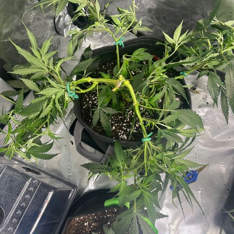 Alexstrasza growlog timeline photo