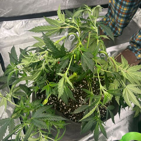 Korialstrasz growlog timeline photo