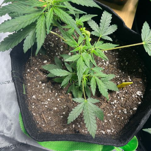 Julian growlog timeline photo