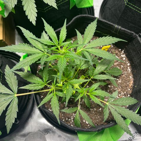 Bubbles growlog timeline photo