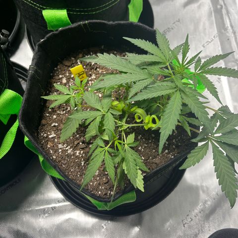 Ricky growlog timeline photo