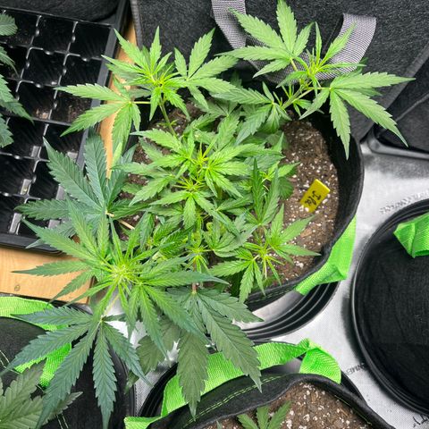 J-Roc growlog timeline photo
