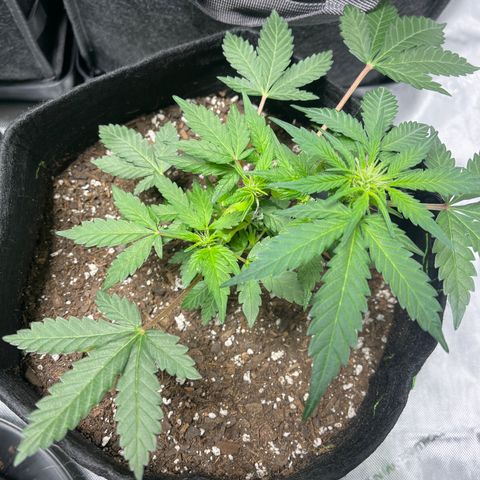 Ricky growlog timeline photo