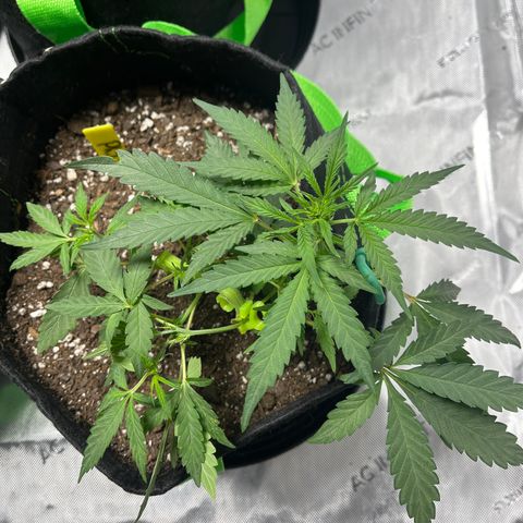 Philadelphia Collins growlog timeline photo