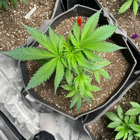 Cafe Racer growlog timeline photo