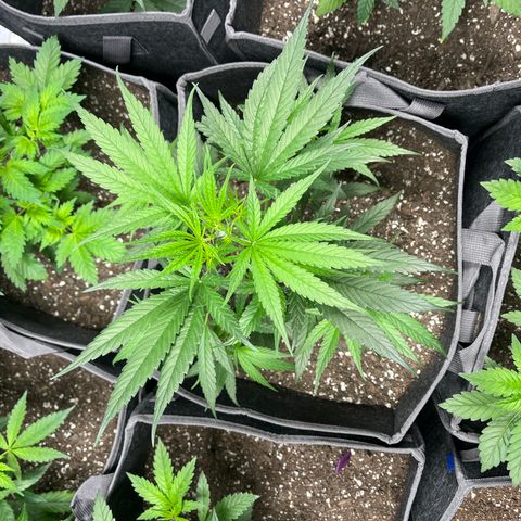 Death Star growlog timeline photo