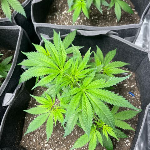 Blueberry Muffin  growlog timeline photo