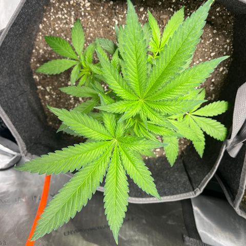 CR 2 growlog timeline photo