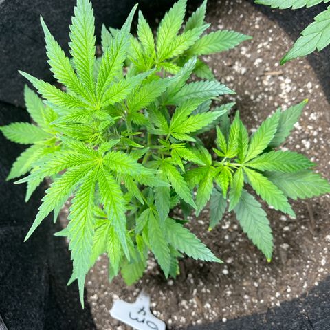 BM 4 growlog timeline photo