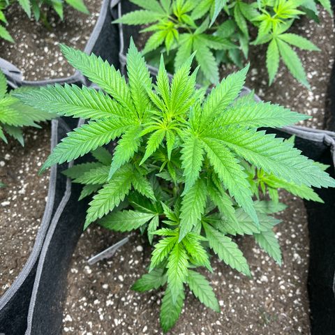 GP 2 growlog timeline photo