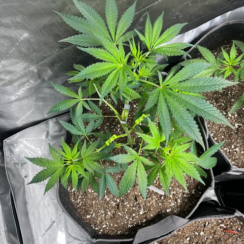 Godfather OG growlog timeline photo