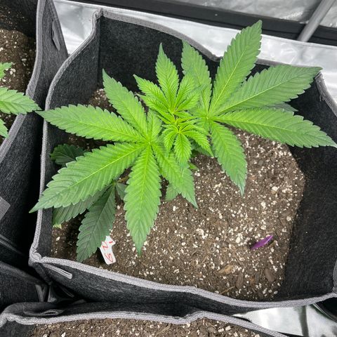 Grandaddy Purple HH growlog timeline photo