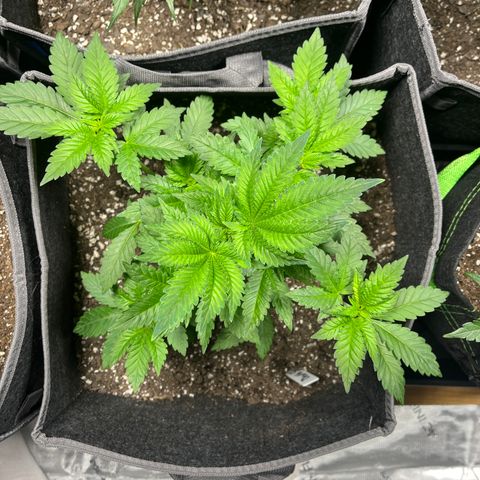 DS 2 growlog timeline photo