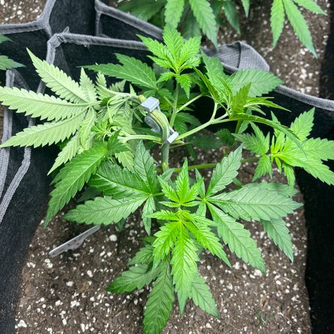 GP 2 growlog timeline photo