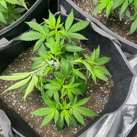 Blueberry Muffin  growlog timeline photo