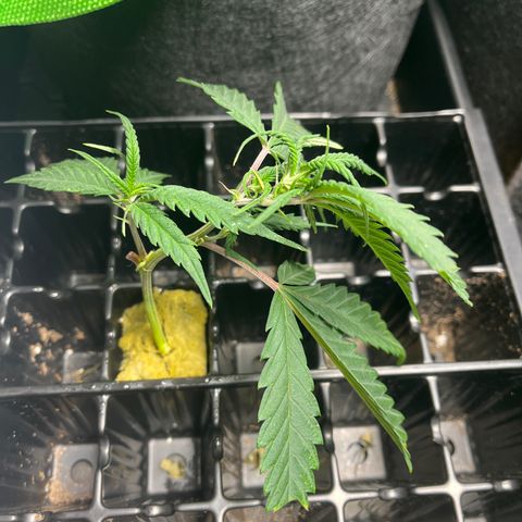 Double Dragon growlog timeline photo
