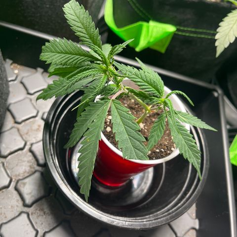Double Dragon growlog photo: Transplant 