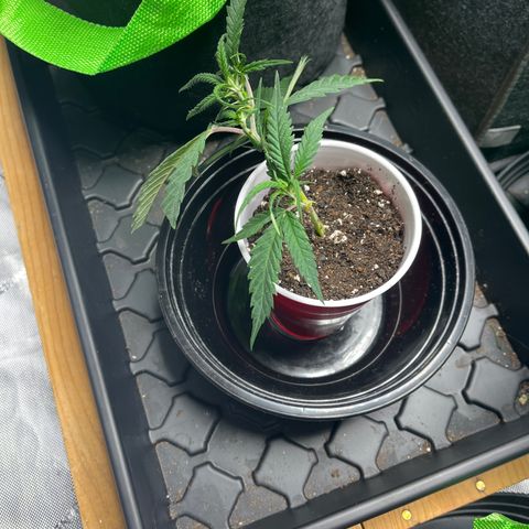 Double Dragon growlog photo: Transplant 