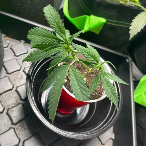Double Dragon growlog timeline photo