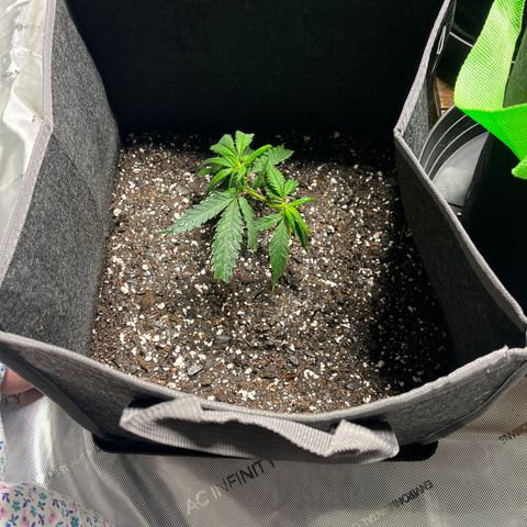 Double Dragon growlog timeline photo