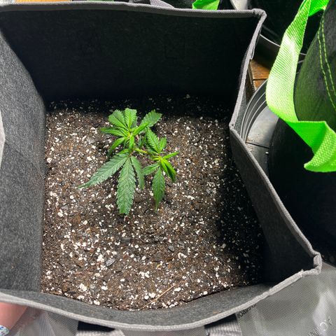Double Dragon growlog timeline photo