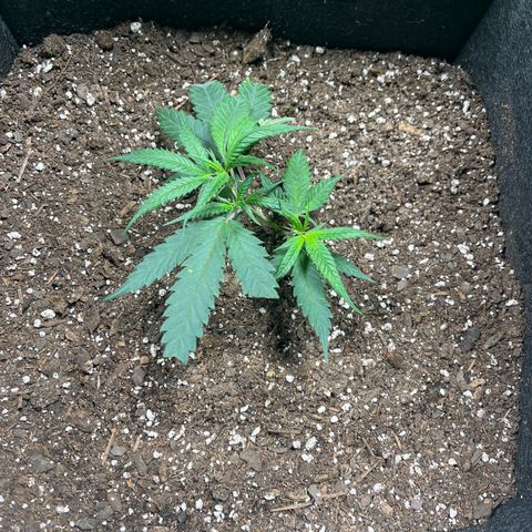 Double Dragon growlog timeline photo