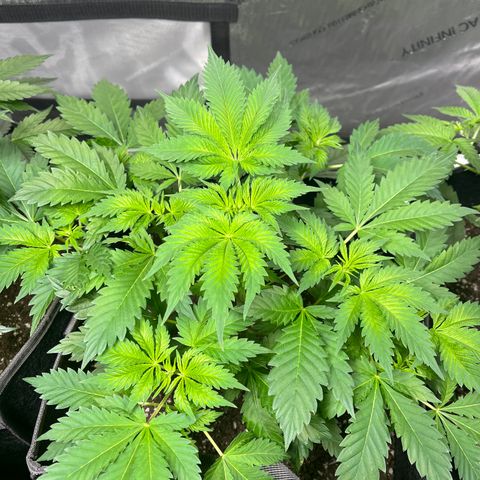 Death Star growlog timeline photo