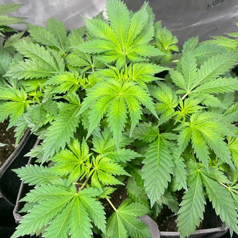 Death Star growlog timeline photo