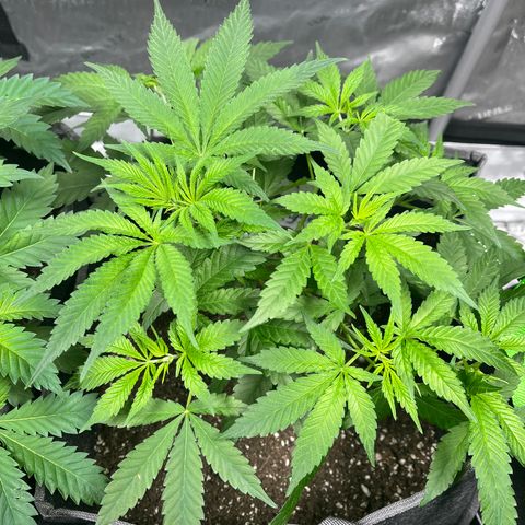 Blueberry Muffin  growlog timeline photo