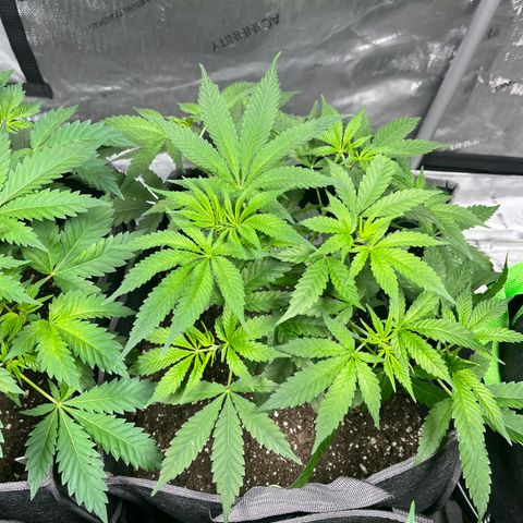Blueberry Muffin  growlog timeline photo
