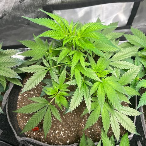 CR 2 growlog timeline photo