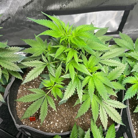 CR 2 growlog timeline photo